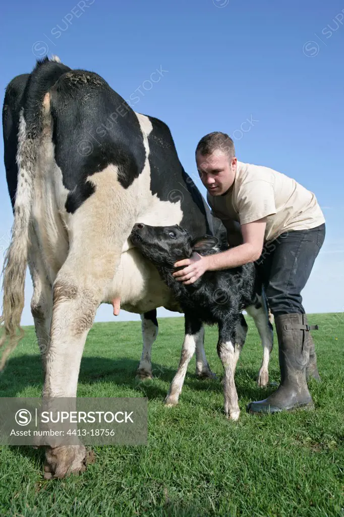 Farmer with a Cow and its newborn Calf at field France