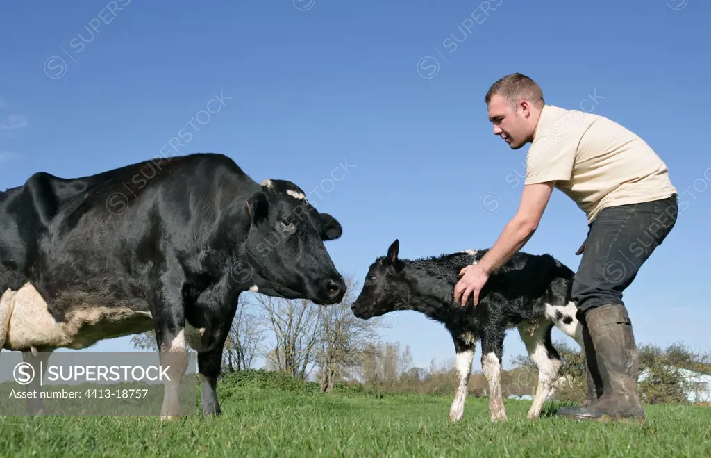 Farmer with a Cow and its newborn Calf at field France