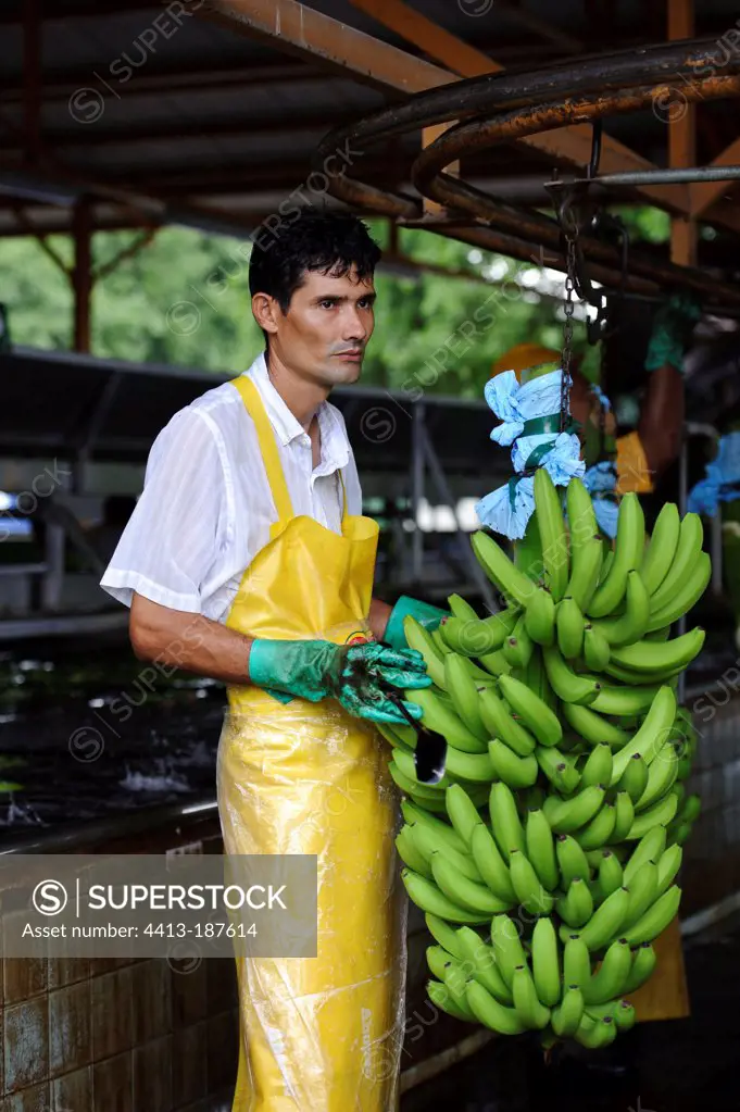 Banana plantation near Tortuguero Costa Rica