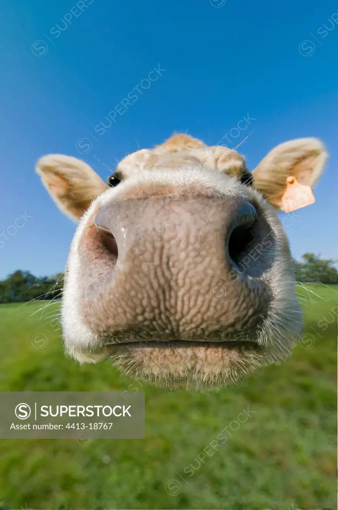 Close-up of a Cow's snout France