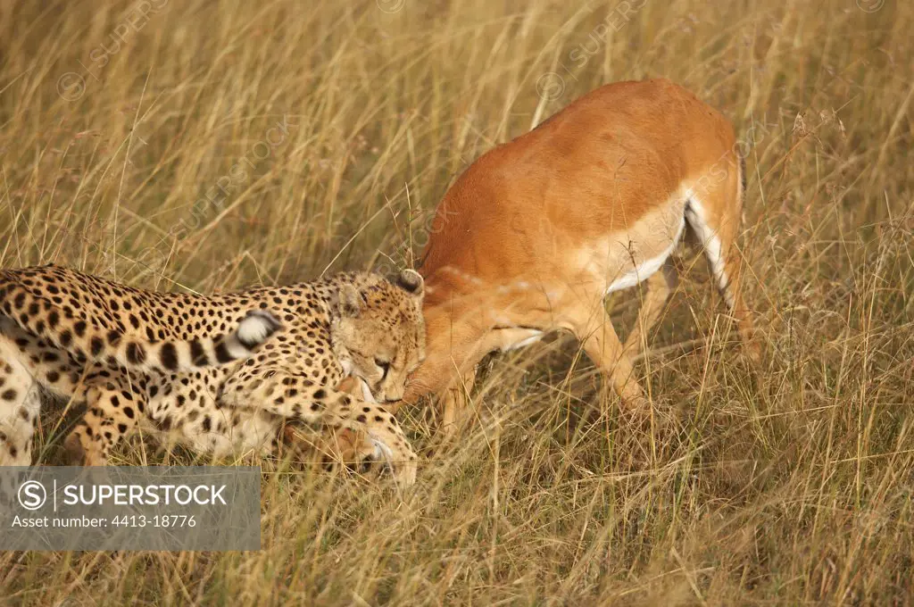 Cheetah capturing a gazelle Masaï Mara Kenya