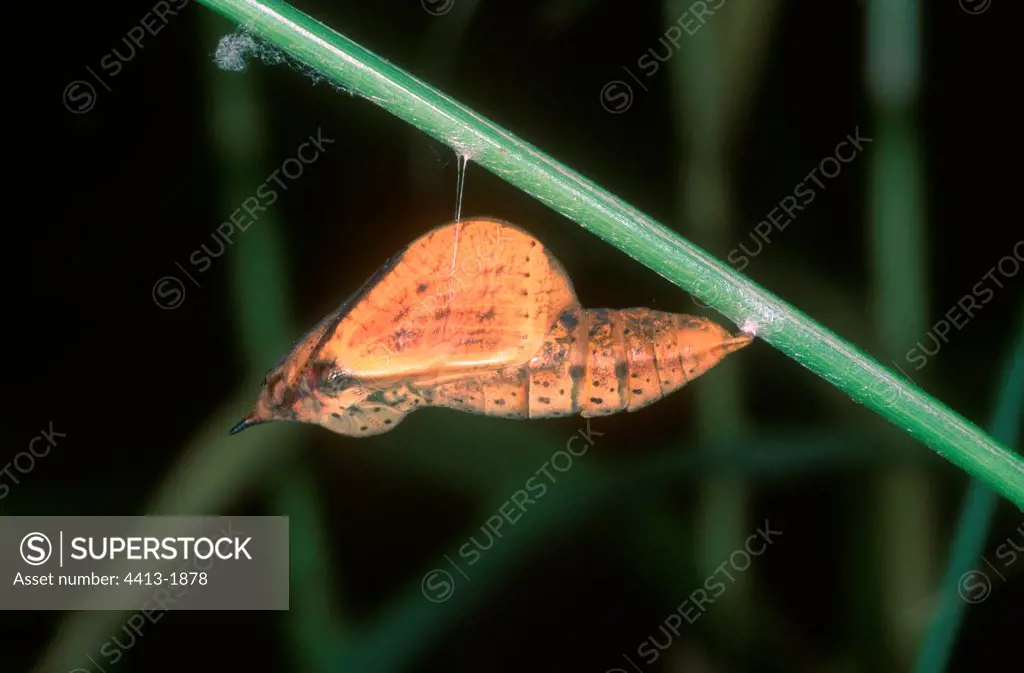 Cleopatra chrysalis hanged from a stem