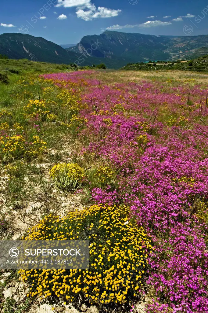 Lavender cottons and european centaury in Catalonia Spain