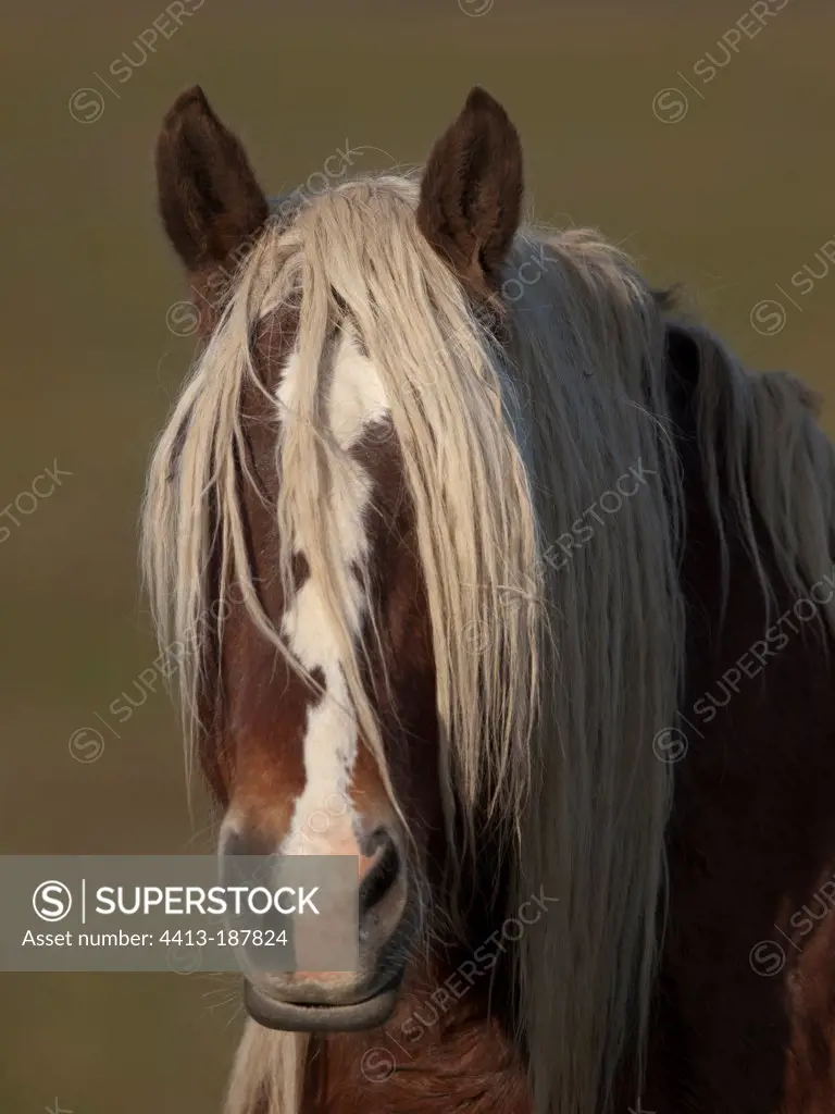 Portrait of Comtois Horse in meadow Franche-Comté France