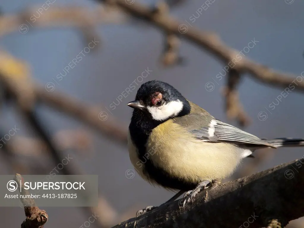 Great Tit with an abscess above the eyeFrance