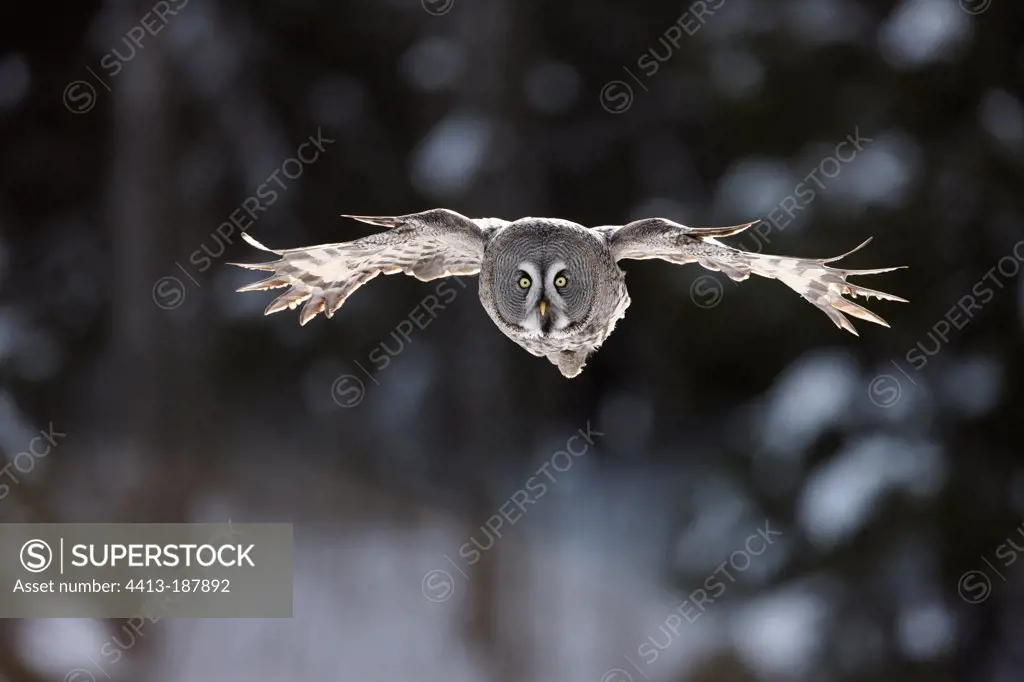 Great Grey Owl in flight in winter Finland