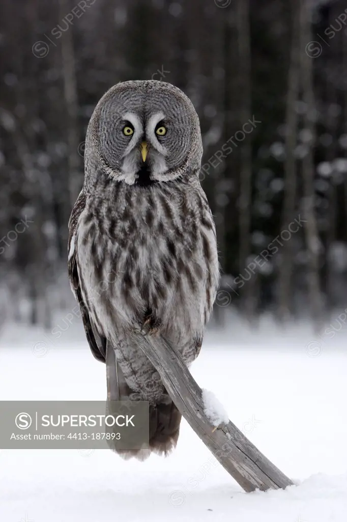 Great Grey Owl on a branch in winter Finland