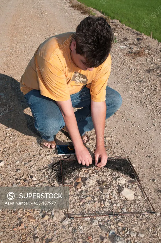 Scientist placing a trap over a Plover nest to check adult