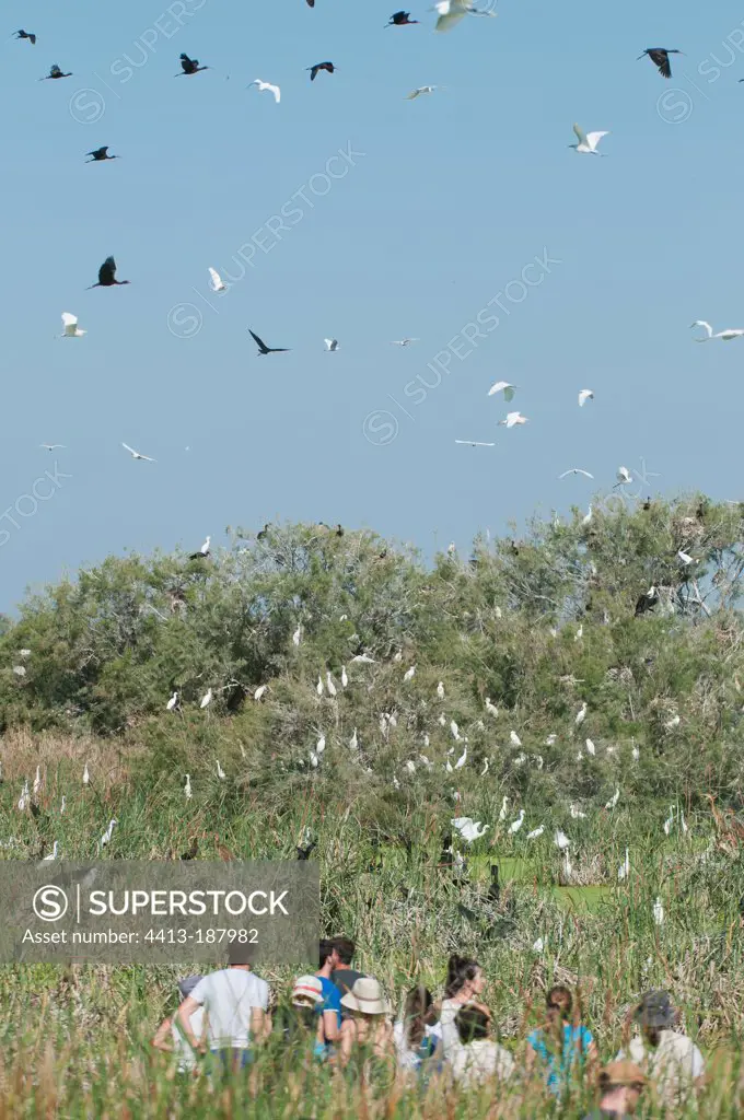 Nesting area of waterfowl and other wetland birds Donana