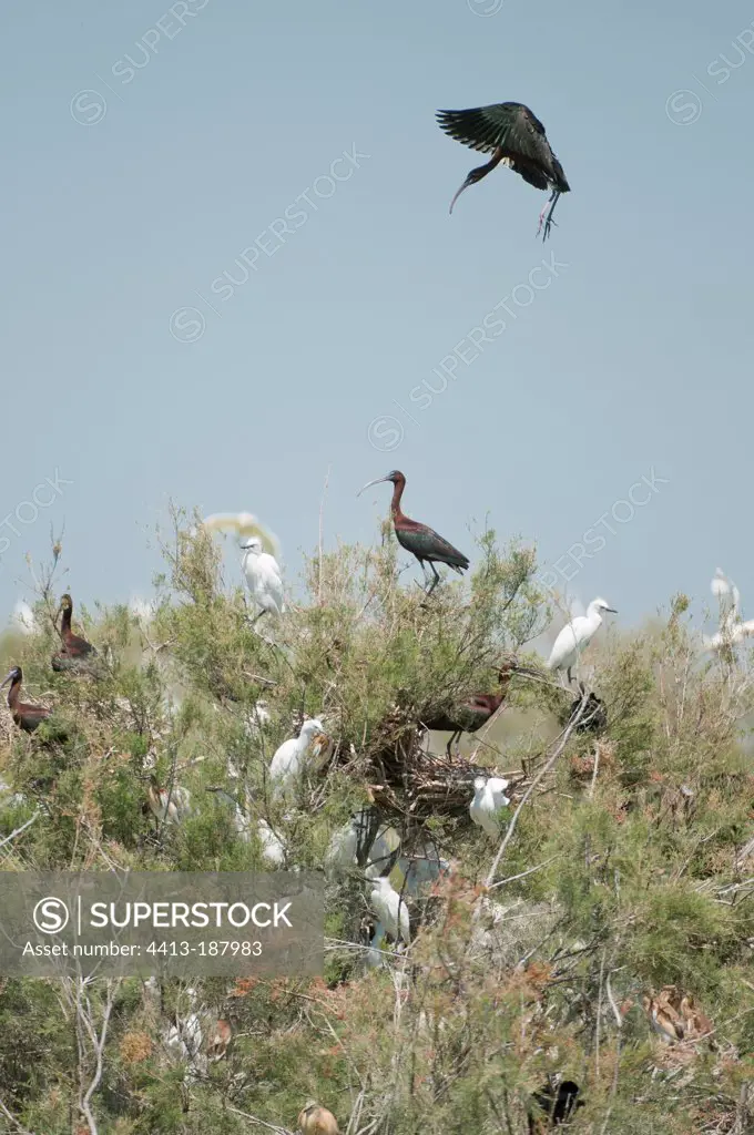 Nesting area of waterfowl and other wetland birds Donana