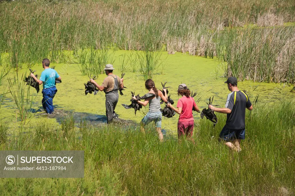 Naturalists studying the colony of Glossy Ibis Donana Spain