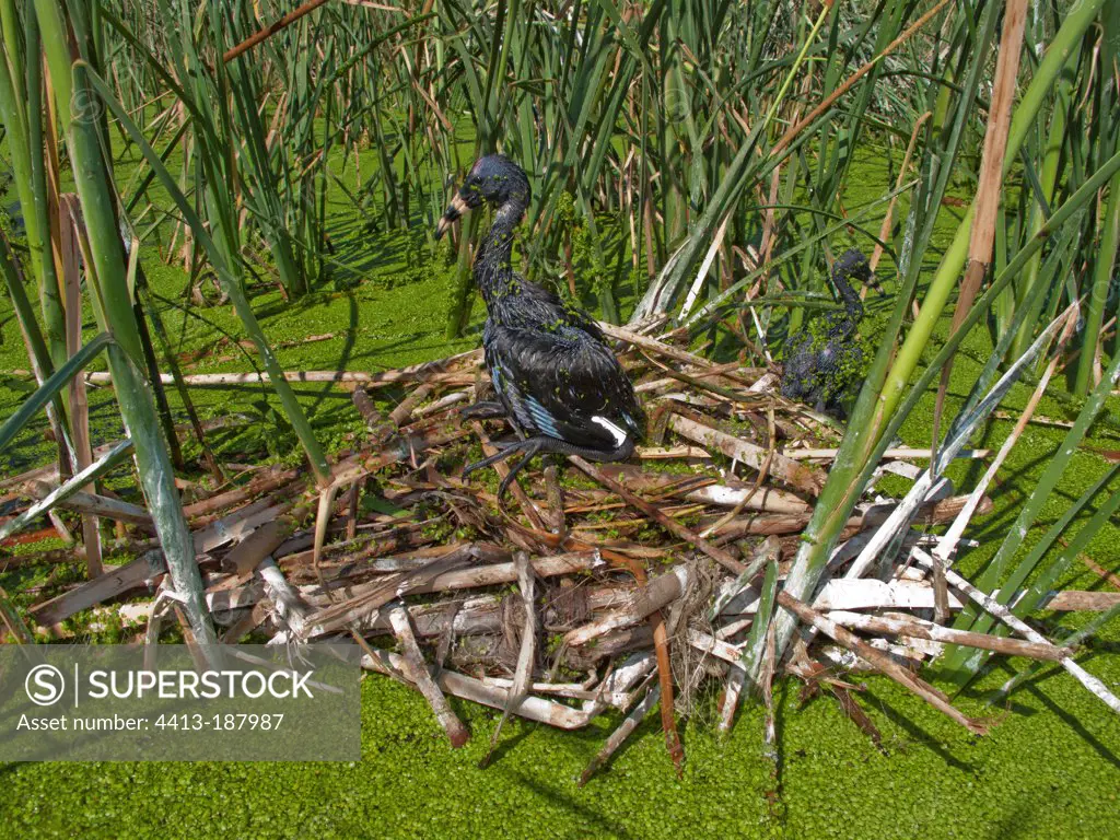 Young Glossy Ibis at nest in Donana Spain