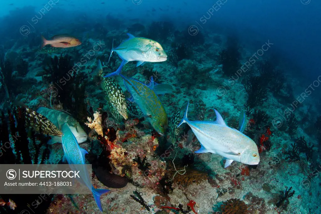 Bluefin Trevally hunting above the reef Maldives