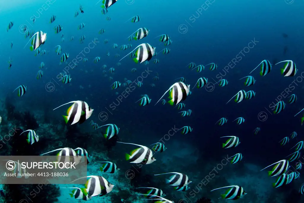 Pennant Bannerfishes on the reef Maldives