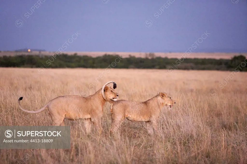 Young lions Reserves of Masaï Mara Kenya