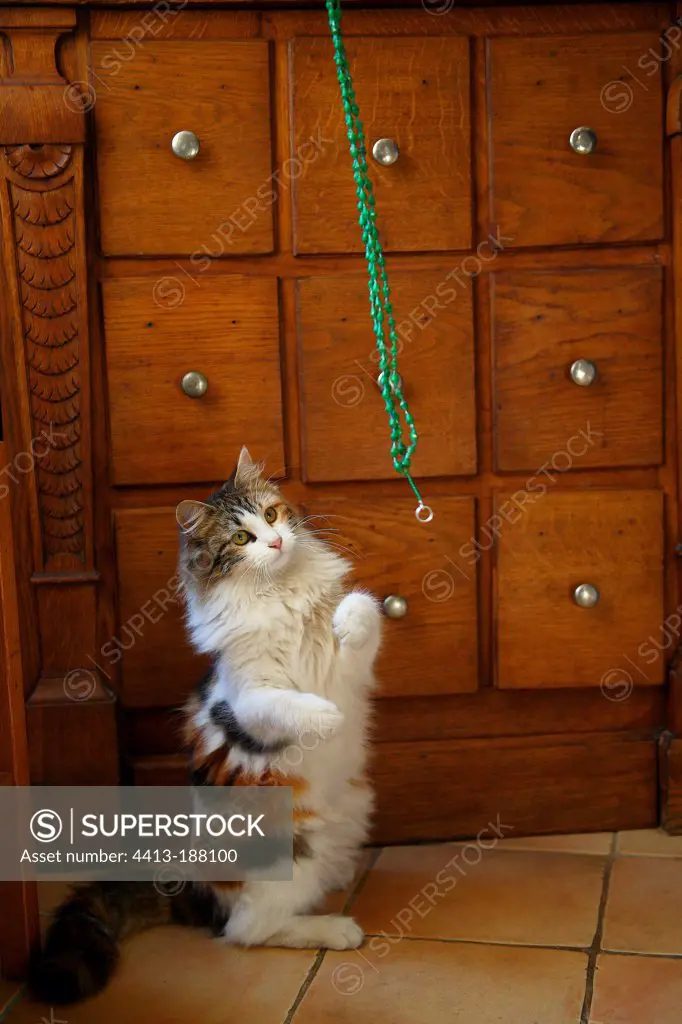 Cat playing with a necklace in front of a cabinet drawers
