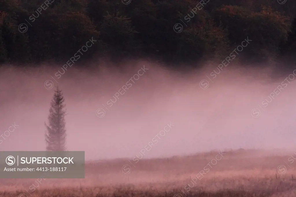 Spruce in the fog in the Ardenne's forest in Belgium