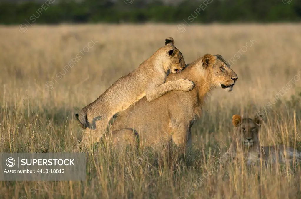 Lioness and lion cubs Reserve of Masaï Mara Kenya