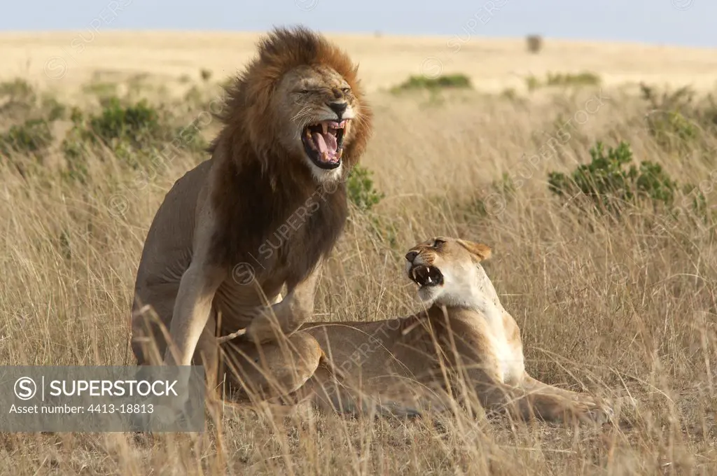 Coupling of Lions Masaï Mara Reserve Kenya