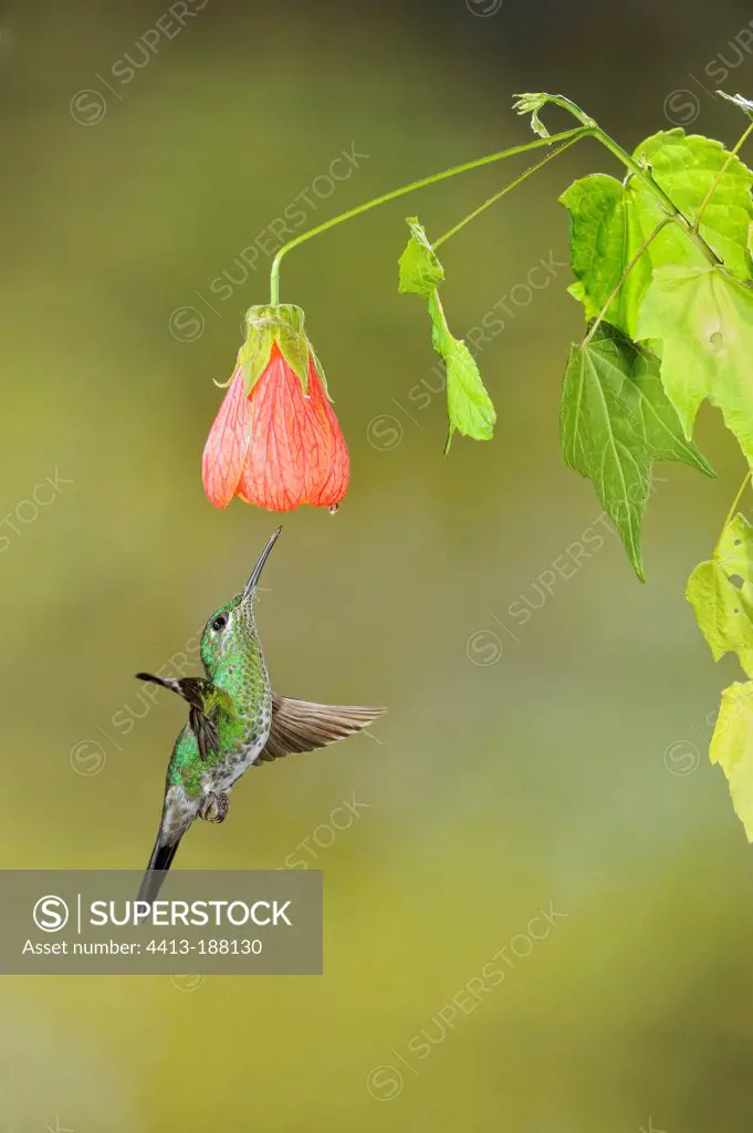 Green crowned Brilliant female gathering nectar in flight