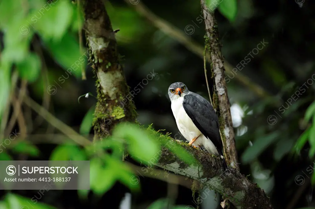 Semiplumbeous Hawk in a tree in Costa Rica