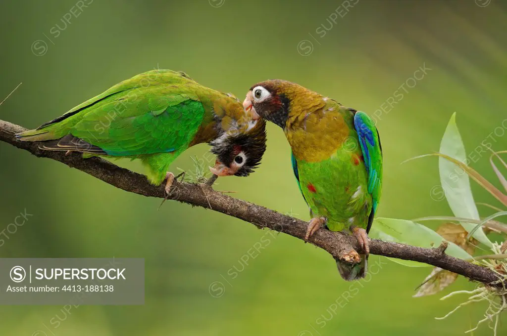 Couple of Brown-hooded Parrots on a branch in Costa Rica