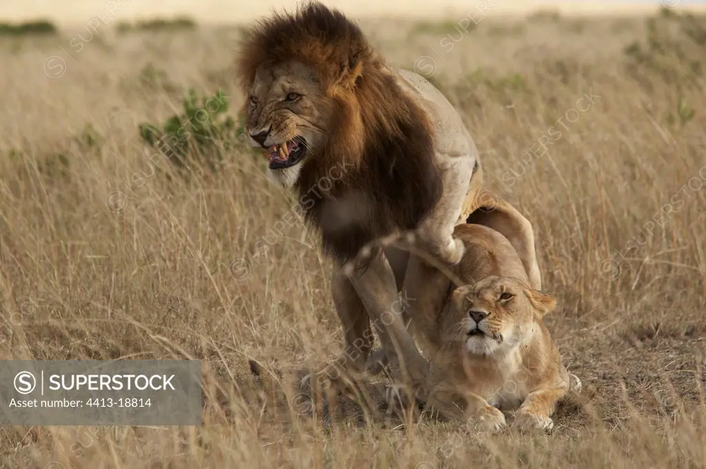 Coupling of Lions Masaï Mara Reserve Kenya