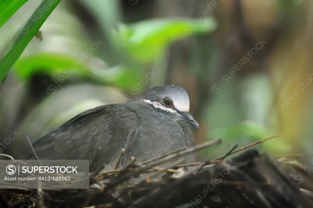 Olive-backed Quail-Dove in nest in Costa Rica