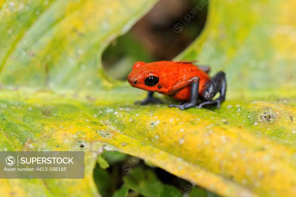 Strawberry dart poison frog on a leaf in Costa Rica