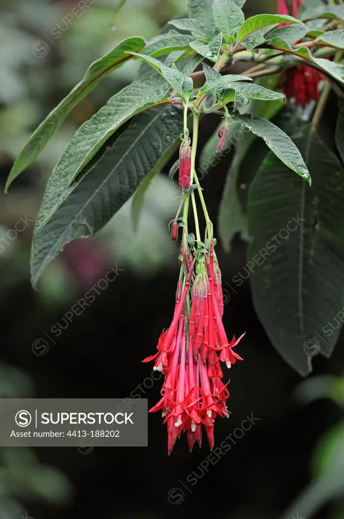Cluster of flowers of Fuchsia in Costa Rica