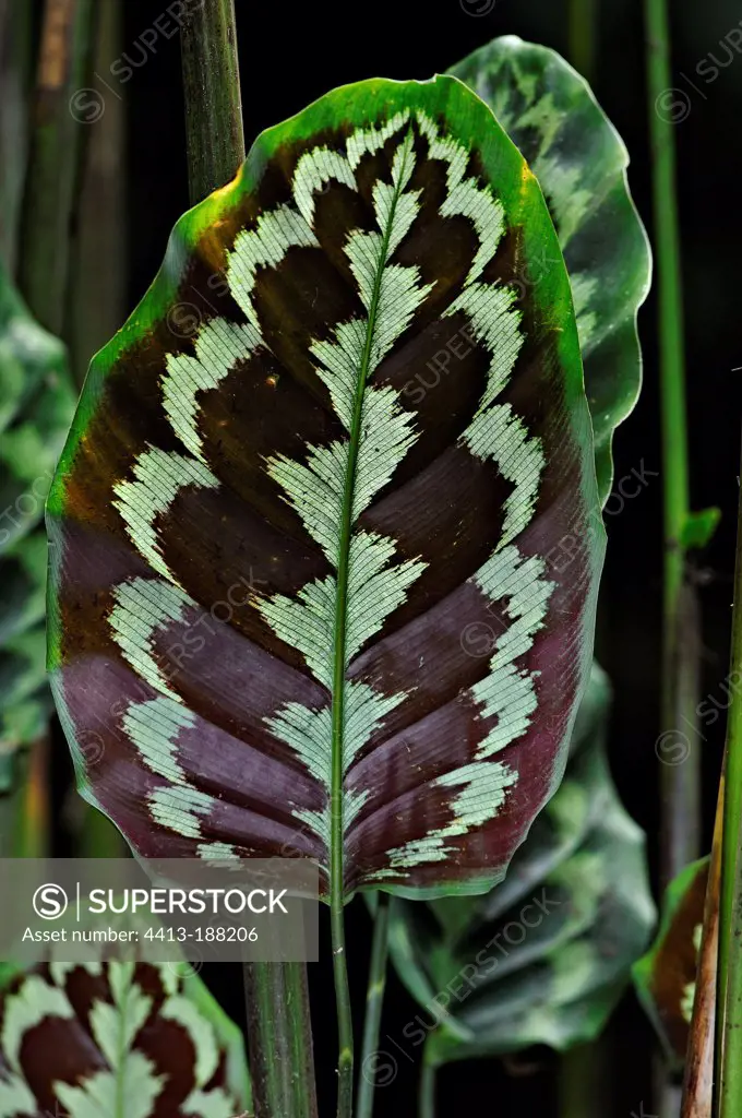 Leaf of Lobster claw in Costa Rica