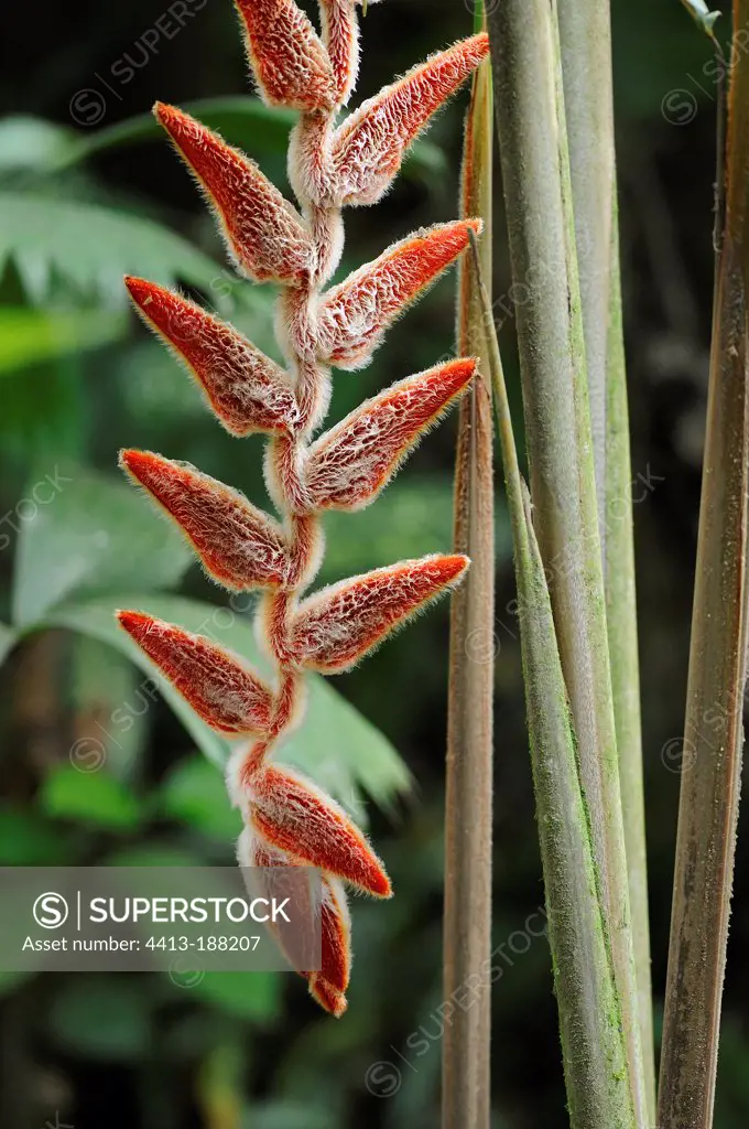 Inflorescence of Heliconia in Costa Rica