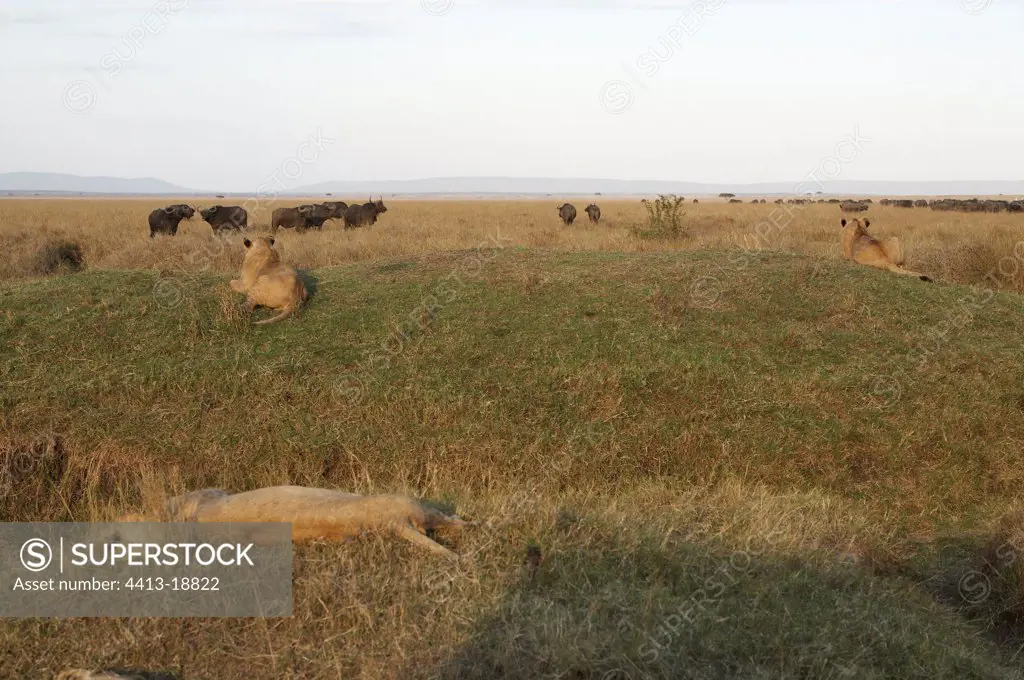 Lionesses looking at buffaloes Reserves of Masaï Mara Kenya