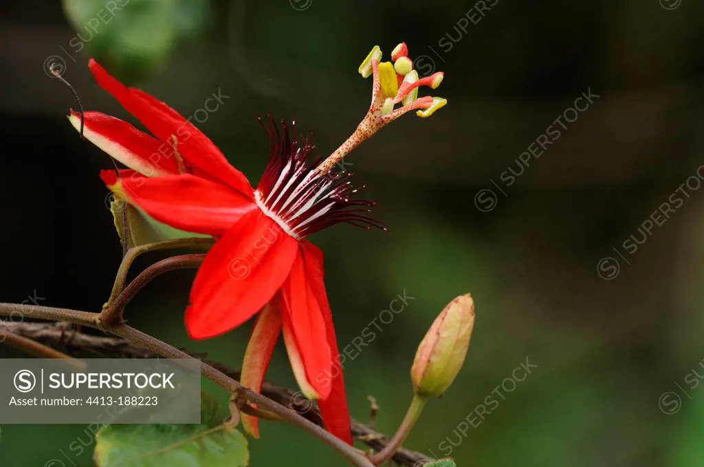 Scarlet Passion Flower in the Turrialba NP Costa Rica