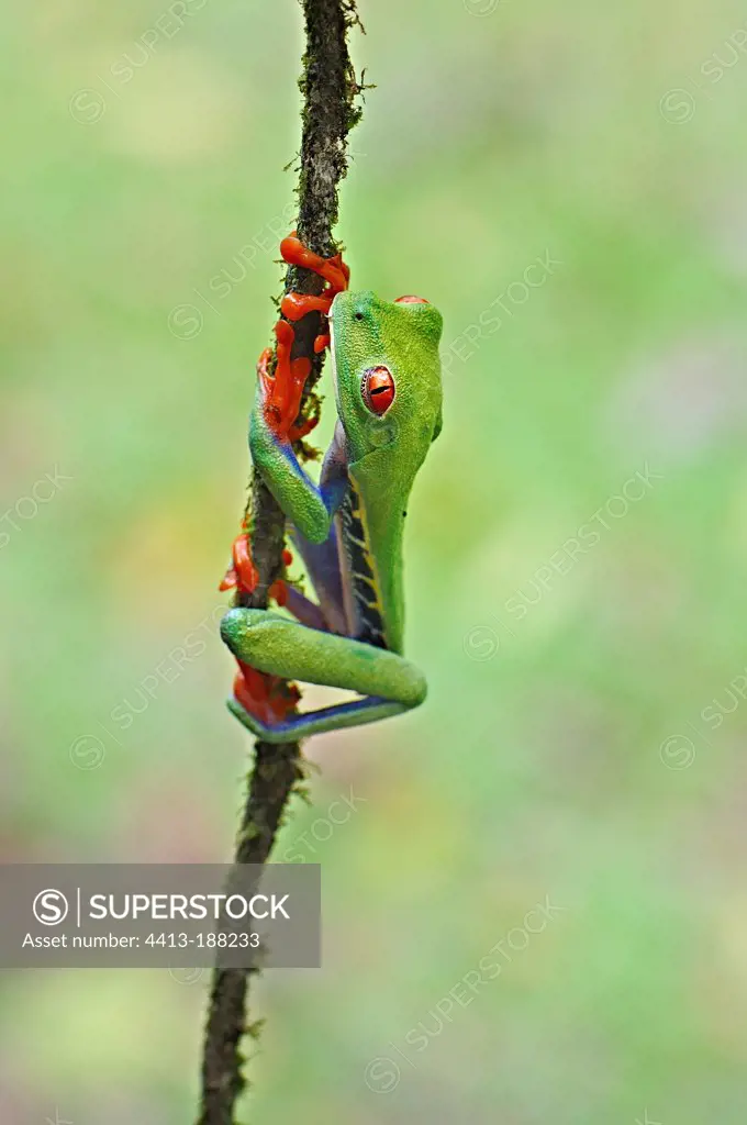 Red eyed treefrog hanging on a liane in Costa Rica