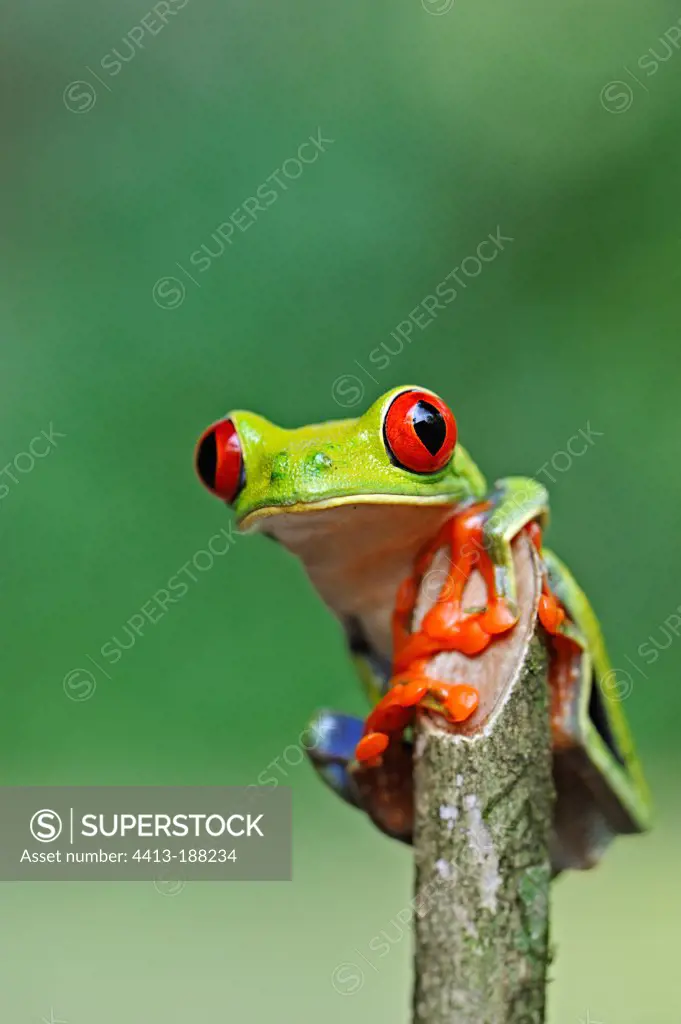 Portrait of a Red eyed treefrog in Costa Rica