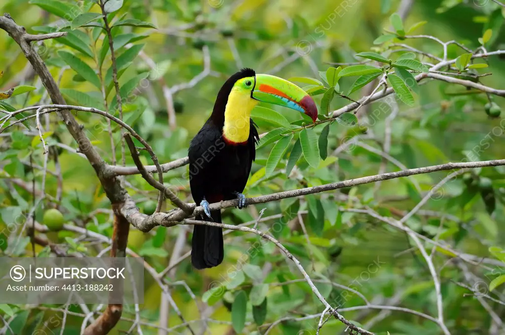 Keel-billed Toucan on a tree in Costa Rica