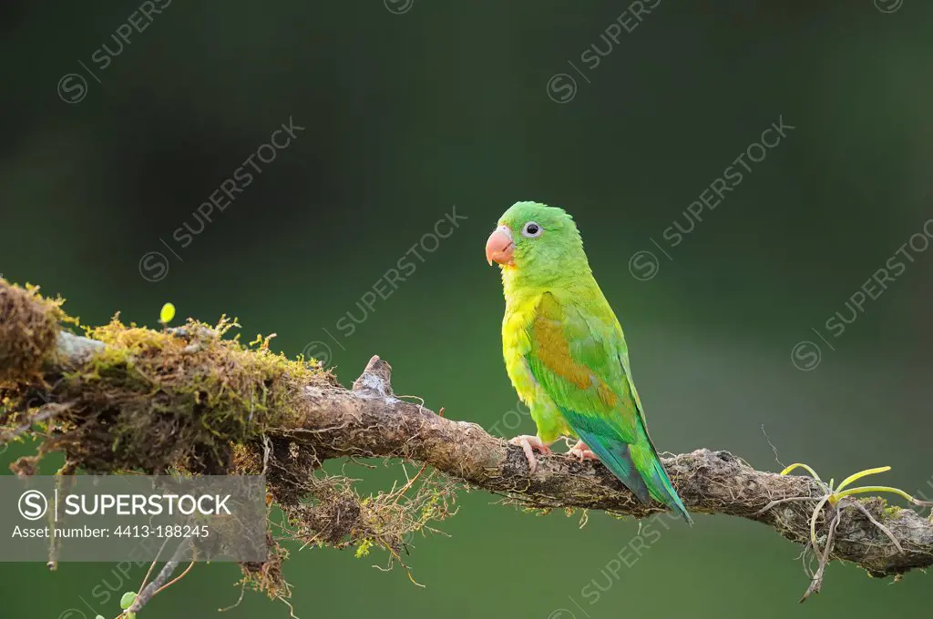 Orange-chinned Parakeet on a branch in Costa Rica