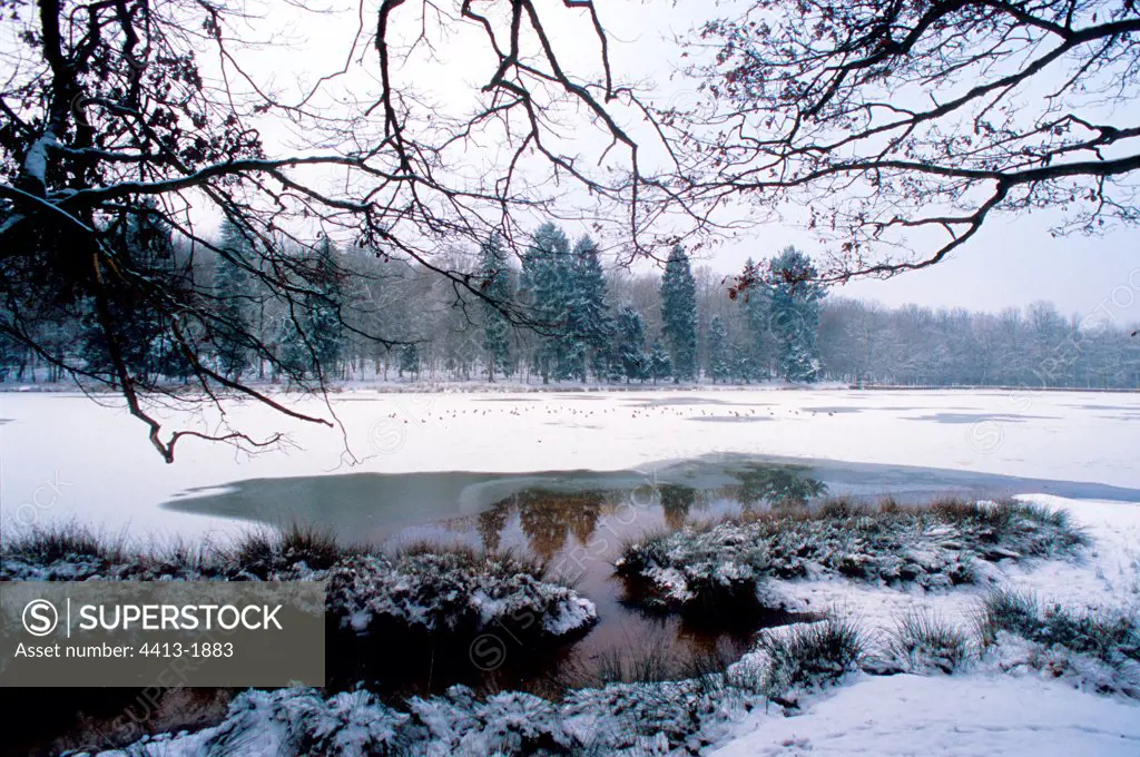 Pond cold in the forest of Boutissaint in Burgundy France
