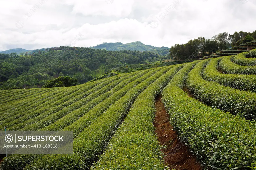 1010 Tea plantation Mae Salong Thailand