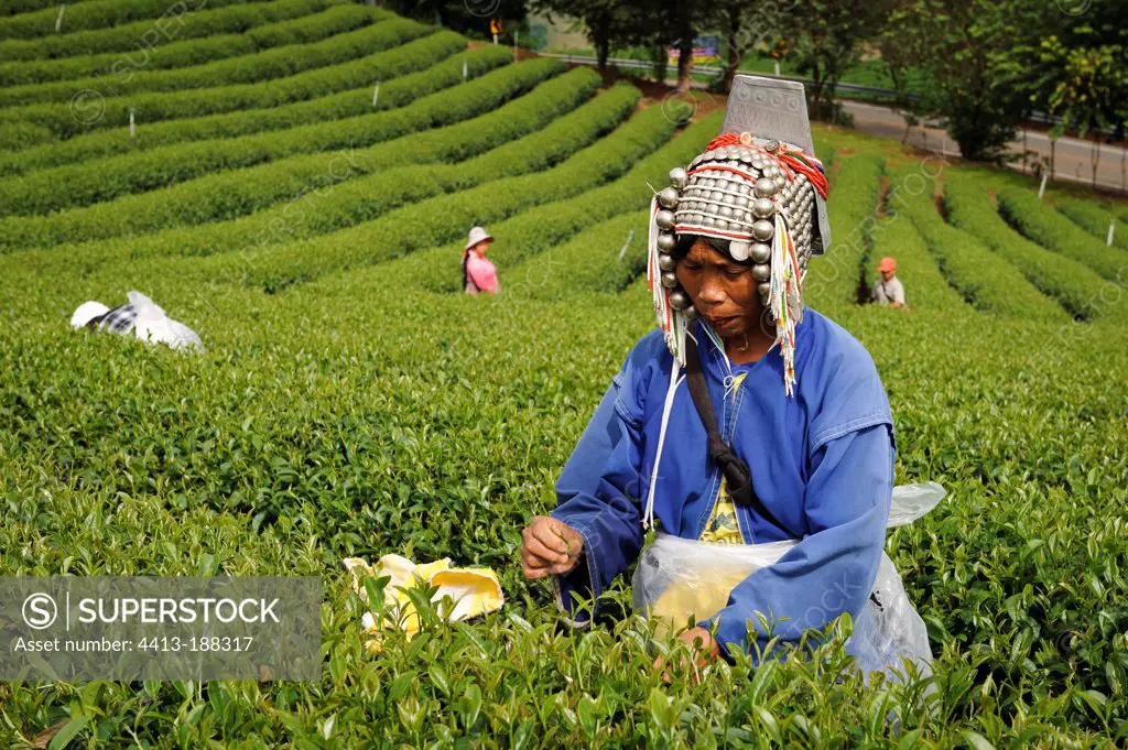Akha woman are working for the tea plantation Thailand