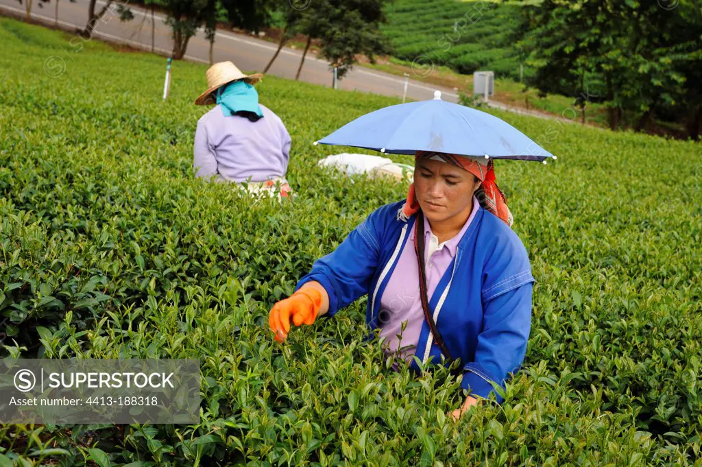 Woman are working for the tea plantation Thailand
