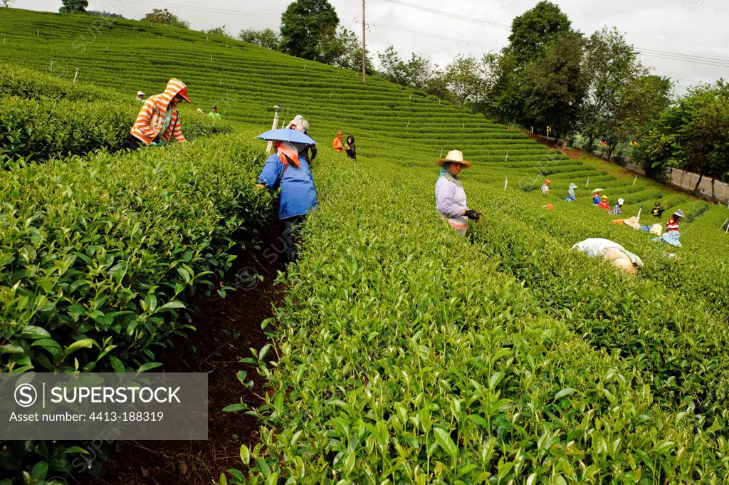 Working in the 1010 Tea plantation Mae Salong Thailand