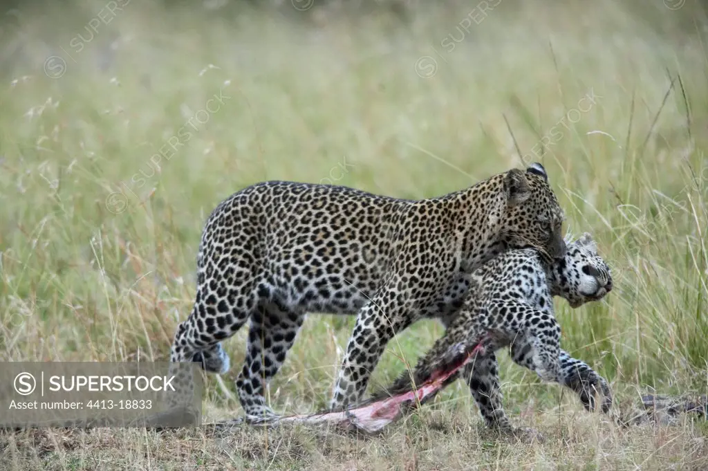 Leopard and dead young Reserve of Masaï Mara Kenya