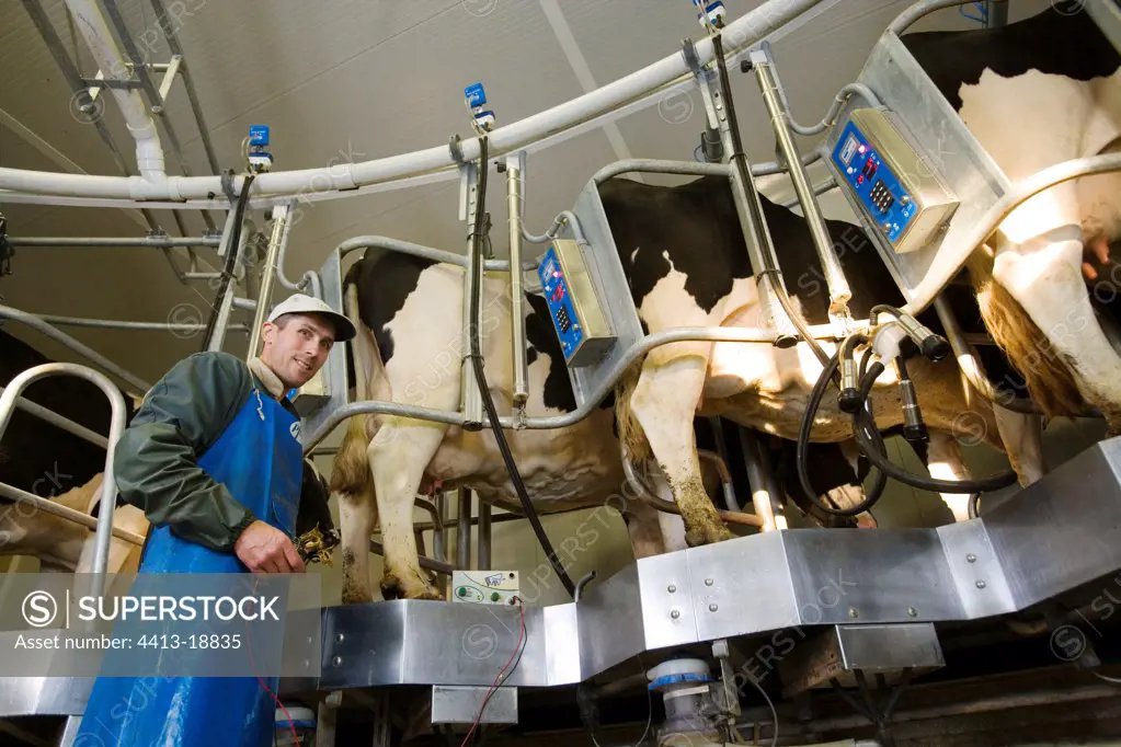 Milch cows mammites treated by electrotherapy France