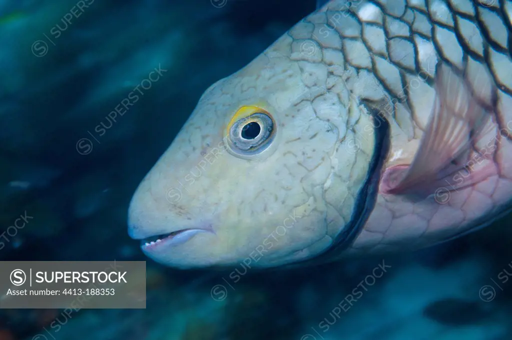 Female Stoplight Parrotfish underwater in Bonaire island