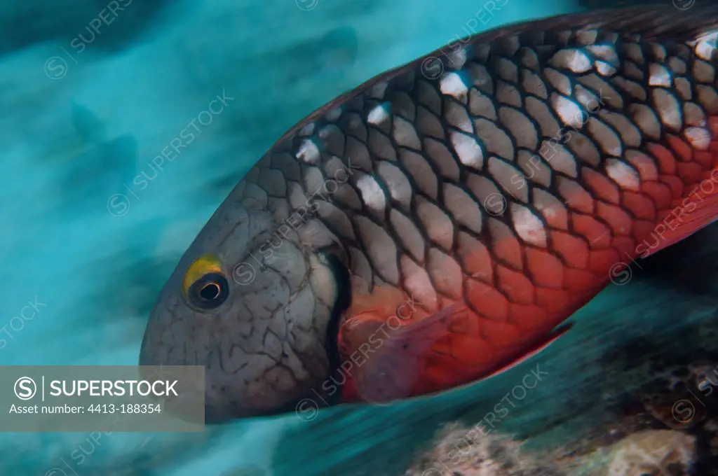 Female Stoplight Parrotfish underwater in Bonaire island