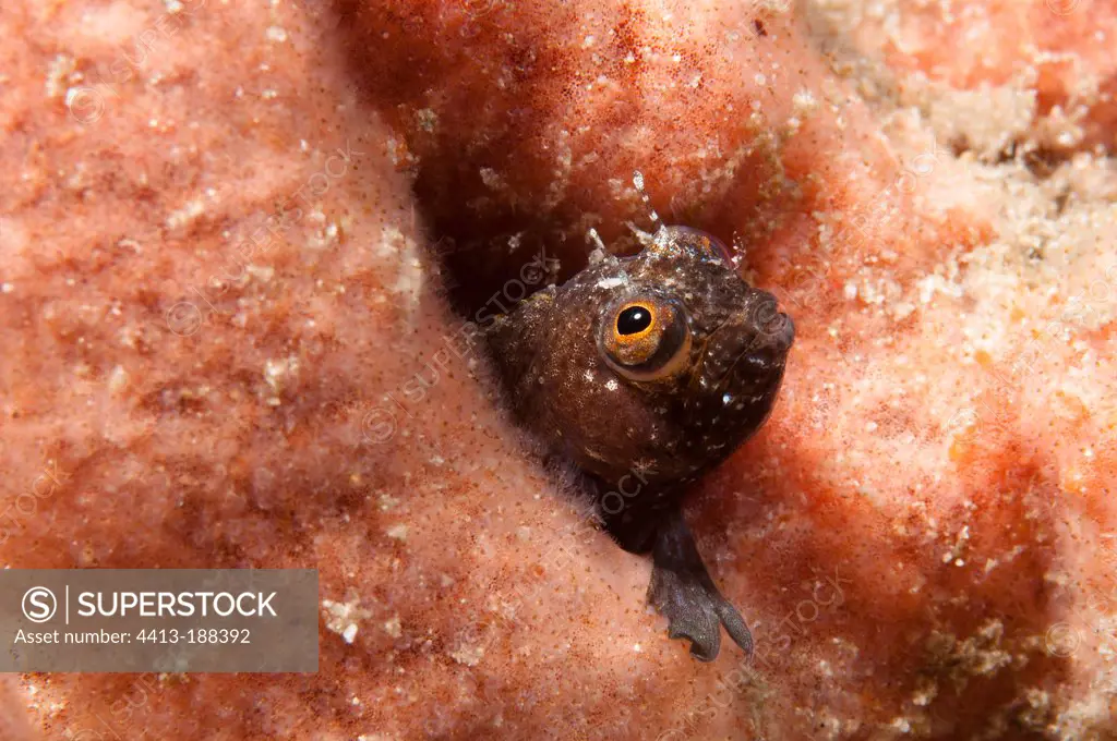 Blenny in the southwest coast of Bonaire