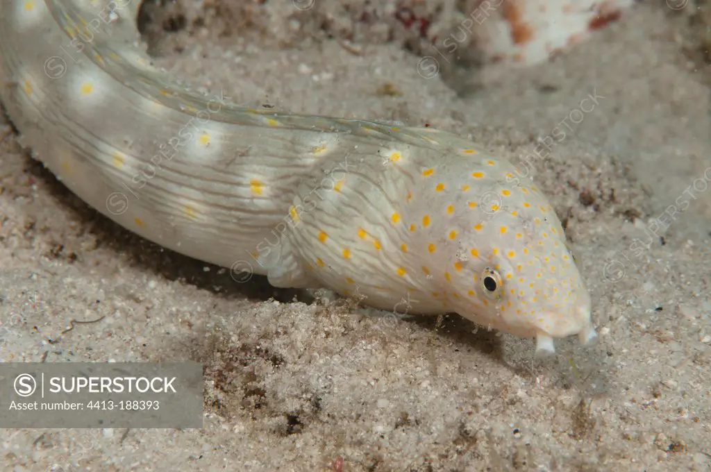 Goldspotted eel in the southwest coast of Bonaire
