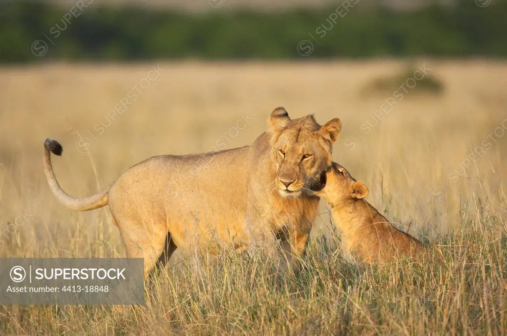 Lioness and lion cub Reserve of Masaï Mara Kenya
